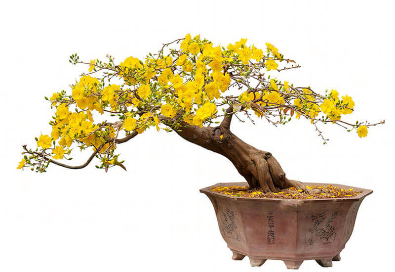 Quà Tết Cho Ông Bà Ý Nghĩa Độc Đáo Năm 2024 Quà Tết Cho Ông Bà Ý Nghĩa Độc Đáo Năm 2024